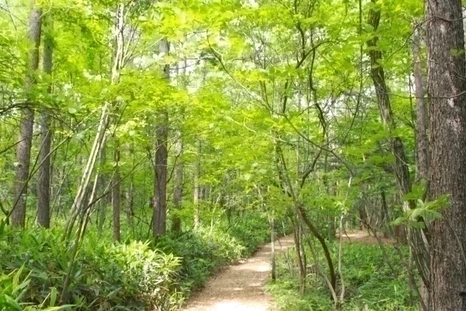 森の散策路